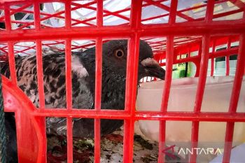 Karantina Jambi tahan hewan asal Kepri tanpa dokumen di pelabuhan