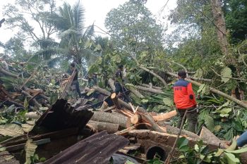 BPBD Padang kerjakan pohon tumbang yang hancurkan rumah warga