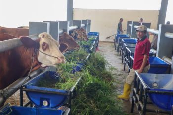 Pemkot Surabaya buka kerja sama jagal baru di RPH Osowilangun