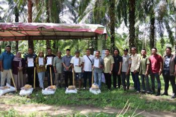 Pemkab Aceh Timur pulihkan 411 hektare kebun sawit terdampak banjir