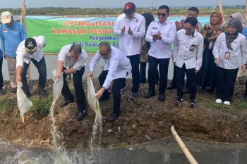 PGN-BRIN tingkatkan ekonomi lahan pesisir melalui Minapadi Salin