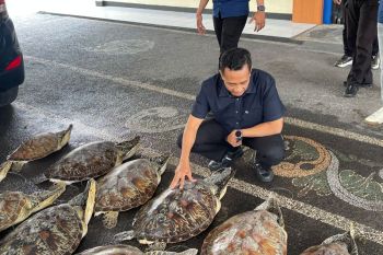 Polisi gagalkan penyelundupan 21 ekor Penyu Hijau di Buleleng