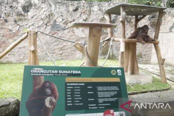 Pemkot percepat revitalisasi Bandung Zoo usai ditetapkannya pengelola baru