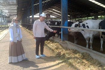 OJK NTB pelajari KAN Jabung untuk perkuat koperasi agribisnis