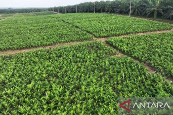 PTPN IV PalmCo akselerasi peremajaan sawit petani di Riau perkuat implementasi program B50