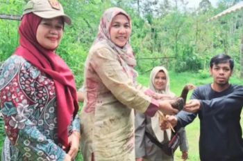 Pemkab Agam bantu ratusan ayam ke warga dukung ketahanan pangan