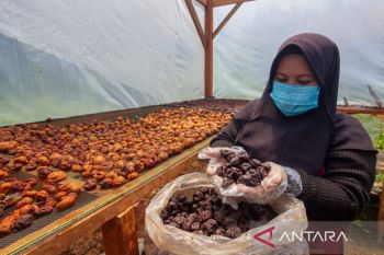 UNAND kaji perpaduan kearifan lokal dengan pertanian cerdas iklim