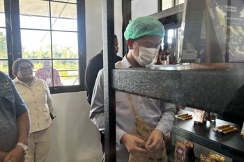 Wapres kunjungi sentra produksi kakao di Manokwari Selatan
