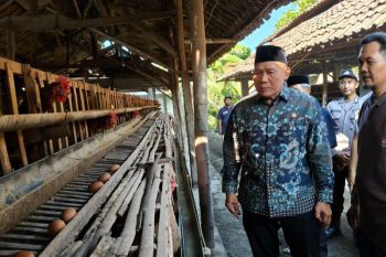 Anggota DPR RI tinjau peternak ayam petelur Sidoarjo