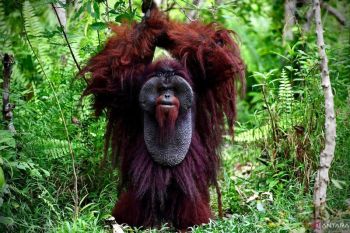 Benteng perlindungan bagi satwa endemik orangutan morio di Kalimantan Timur