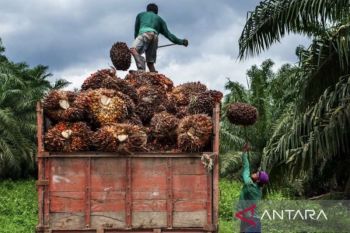 Disbun Kaltim desak pekebun sawit swadaya bermitra untuk jamin harga TBS