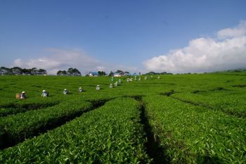 Produk Teh PTPN I Tembus Gerai Legendaris Twinings London