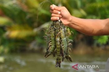 Ekspor udang Kaltim tembus 1.385 ton Januari hingga Juli 2026