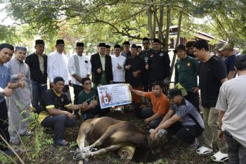 Untad siapkan 85 Sapi dan Lima Kambing kurban untuk masyarakat pada Iduladha 1447 Hijriah