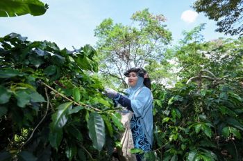 Rainforest Alliance gaungkan transisi menuju pertanian regeneratif