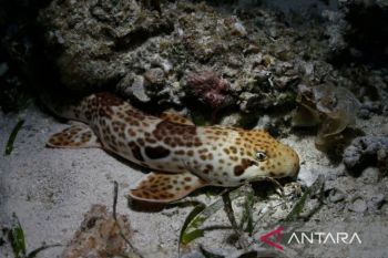 Peneliti: Kepadatan hiu berjalan Raja Ampat tertinggi di dunia