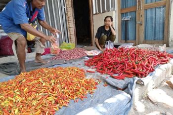 Disdag: harga cabai di Mataram turun hingga dekati HAP