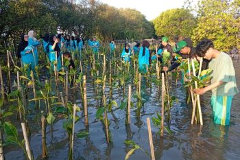 Mahasiswa UNISA Yogyakarta tanam 1.500 mangrove di Pantai Baros