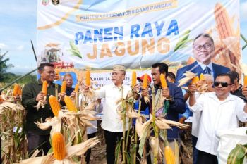 Menko Pangan: Panen jagung Gorontalo 210 ton dukung swasembada pangan
