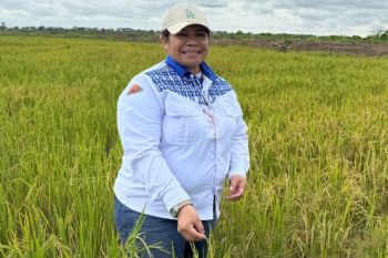 Dinas TPHP Merauke dampingi petani OAP garap sawah