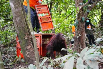 3 orangutans released into the wild in East Kutai protected forest