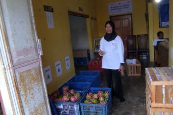 Petani Banyuwangi olah buah naga afkir jadi produk bernilai tambah