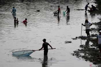 Fenomena ikan mengapung di Jombang