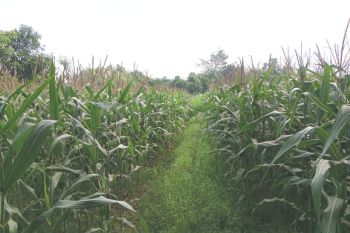 Pemkab Lombok Tengah menyalurkan bantuan benih jagung