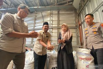 IPB kembangkan pakan ternak hijauan yang bernilai ekonomis di Garut