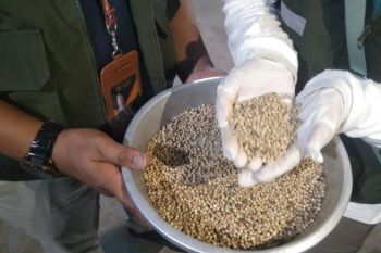 Produksi lada putih petani Bangka Belitung capai 9.646,96 ton