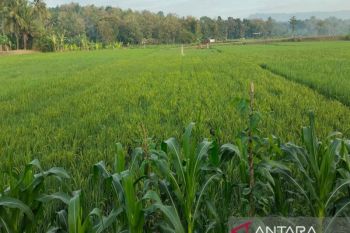 Pemkab Kulon Progo upayakan panen maksimal padi di tengah ancaman El Nino