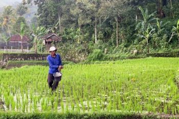 Mentan: Pupuk subsidi terjaga buat produksi beras RI terus naik