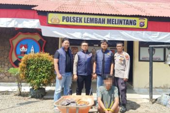 Tim URC Polsek Lembah Melintang Polres Pasaman Barat tangkap pelaku Curat dalam Operasi Sikat Singgalang 2026