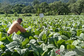 Mengupayakan titik seimbang demi menjaga kontribusi industri tembakau