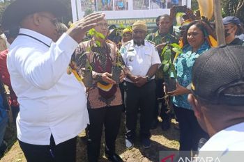 Pemkab Jayawijaya dorong warga budidaya tanaman kopi