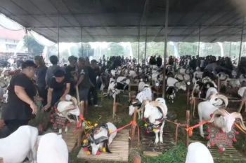 Bupati Tasikmalaya: Pesta Patok tumbuhkan peternakan