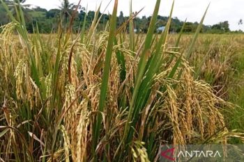 Produksi beras Kaltim triwulan pertama 57,67 ribu ton didominasi Kukar