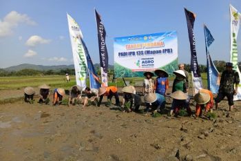 Alumni IPB jembatani penerapan inovasi varietas padi unggul di Banyumas