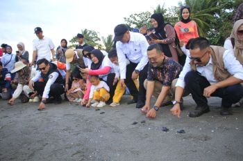 Festival Penyu Mampie di Polman dorong pariwisata berkelanjutan