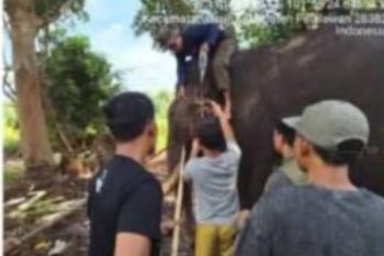 Seekor Gajah Sumatera jantan mati di Taman Nasional Tesso Nilo Riau