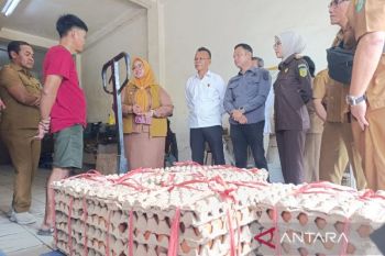 Pemkab Kotim kawal stabilitas harga telur demi lindungi peternak lokal