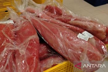 Dari jaring nelayan Teluk Ambon menuju pasar dunia