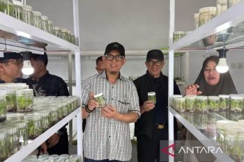 Kabupaten OKU kembangkan tanaman unggul lewat teknologi kultur jaringan