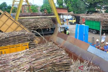 Sebulan beroperasi, PG Assembagoes sudah giling 135 ribu ton tebu