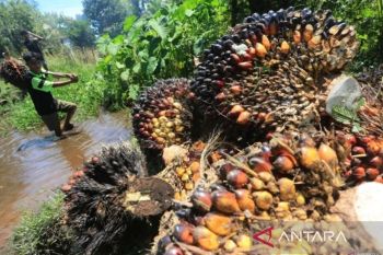 Disbun Riau tetapkan harga TBS kelapa sawit petani Riau kembali naik pekan ini