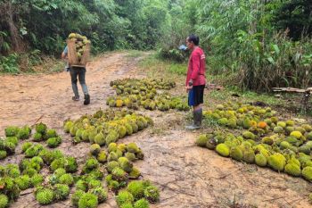 Durian dan Wisata Tahura Bukit Benyawai