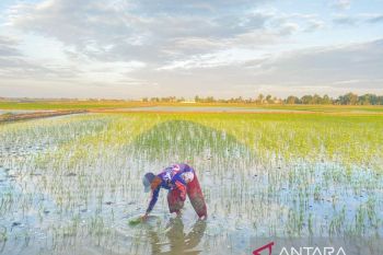 Sidrap optimistis serap 1 juta ton gabah di 2026