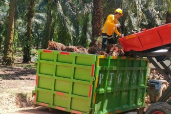 Astra Agro perkuat komitmen ketertelusuran rantai pasok sawit berkelanjutan
