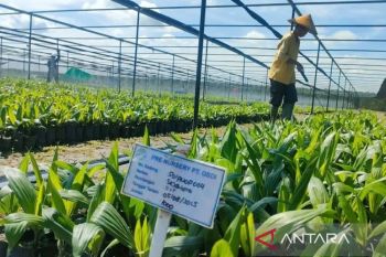 Astra Agro siap tingkatkan produktivitas tanaman sawit tanpa perluasan lahan