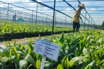 Astra Agro targetkan lonjakan produktivitas sawit tanpa ekspansi lahan, fokus replanting dan bibit unggul